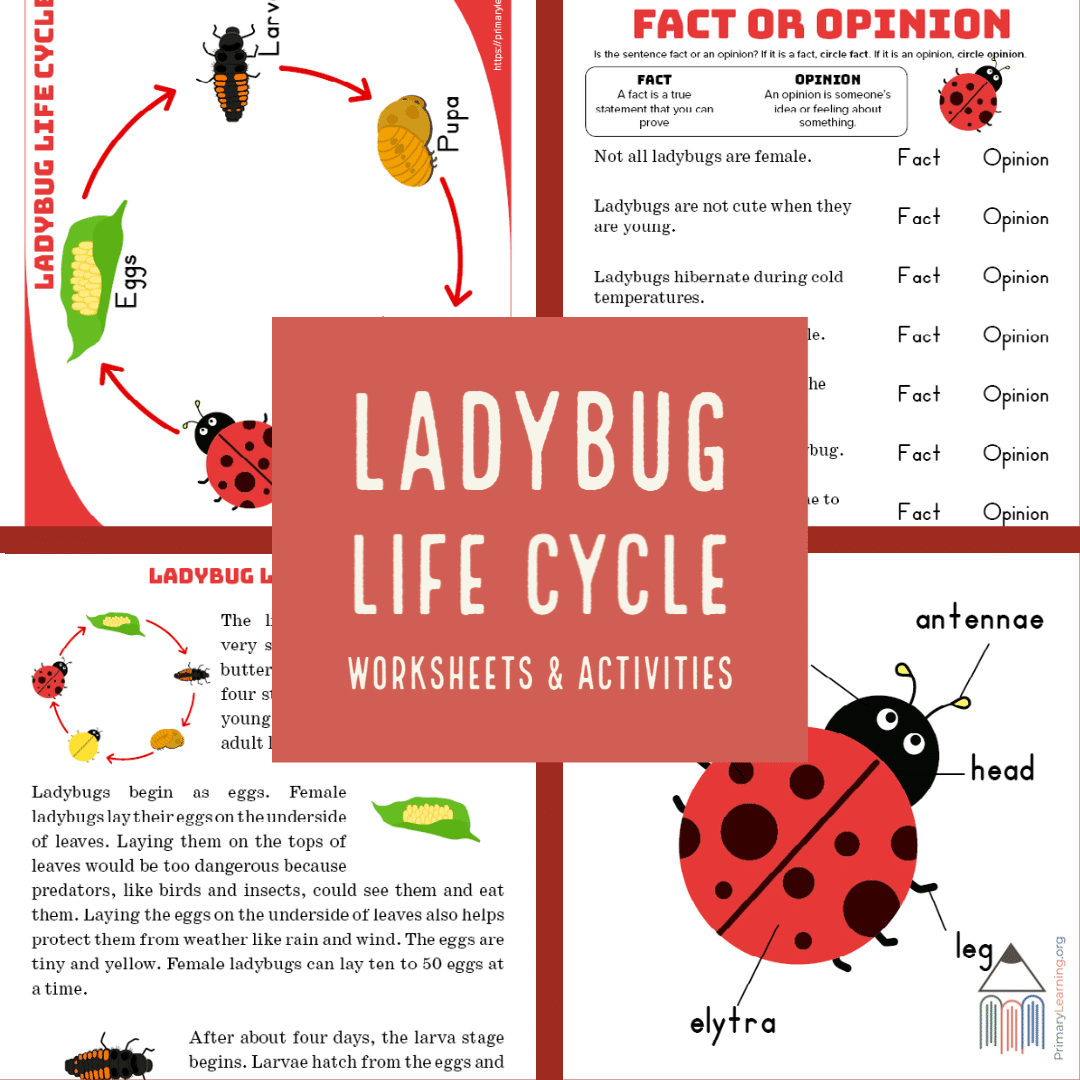 Ladybug Life Cycle Ladybug Life Cycle