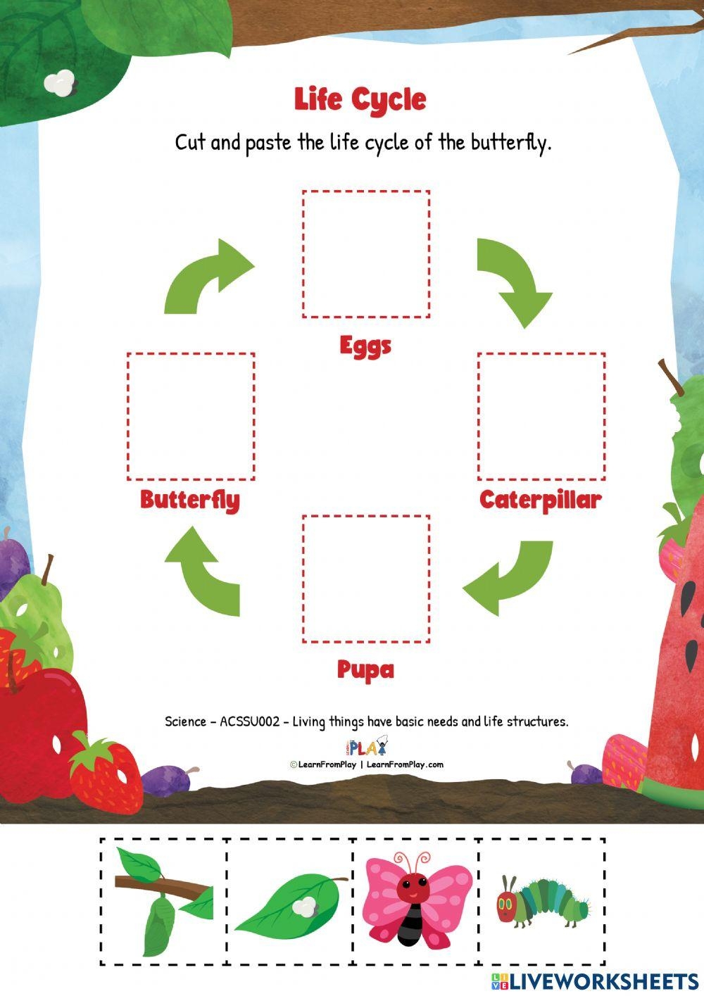 Caterpillar Life Cycle Worksheet Caterpillar Life Cycle Worksheet
