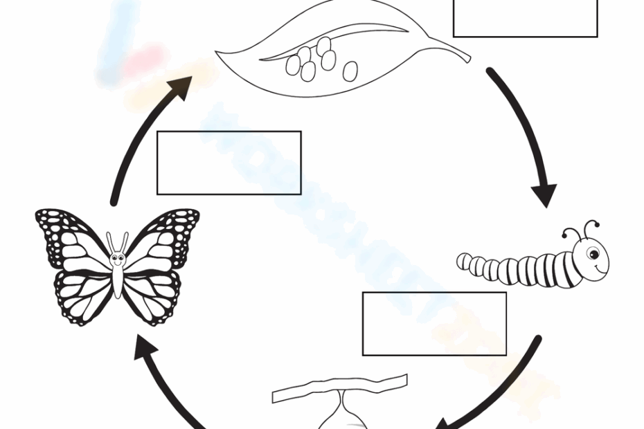 Free Life Cycle Of A Butterfly Worksheet Download Free Life Cycle Of A