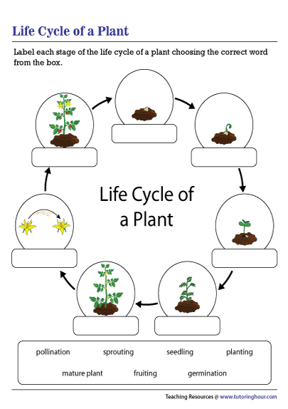 Free Life Cycle Of A Plant Worksheet For 3rd Grade Download Free Life 