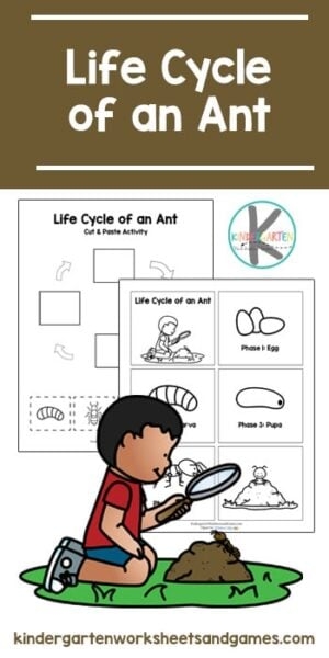 Ant Life Cycle Worksheet Ant Life Cycle Worksheet