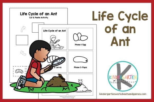 FREE Life Cycle Of An Ant Printable FREE Life Cycle Of An Ant Printable