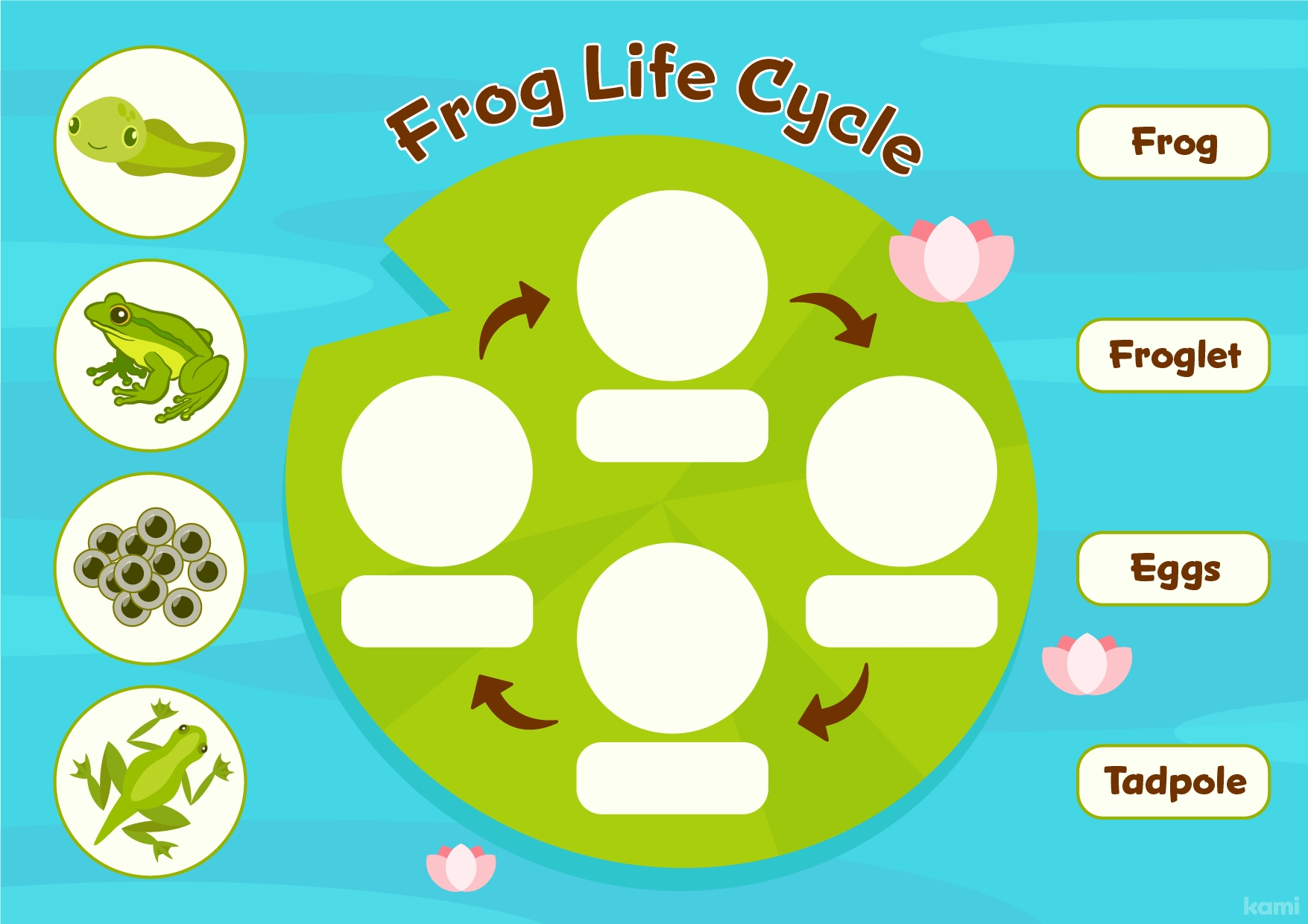 life cycle of a frog worksheets life cycle of a frog worksheets