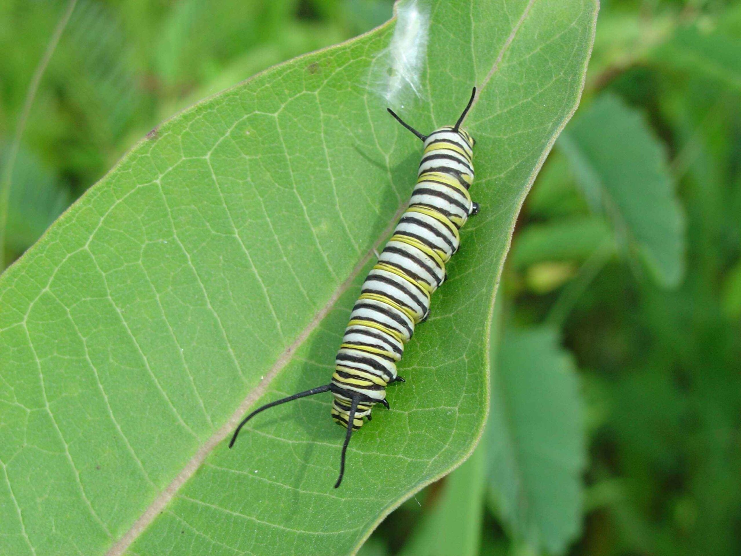 monarch larvae skin monarch larvae skin
