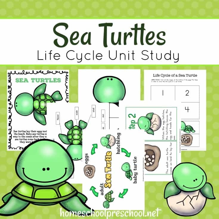 Free Preschool Sea Turtle Life Cycle Unit Study Free Preschool Sea Turtle Life Cycle Unit Study