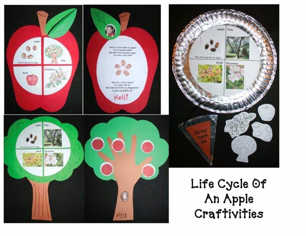 Free Printable Apple Tree Life Cycle Worksheet