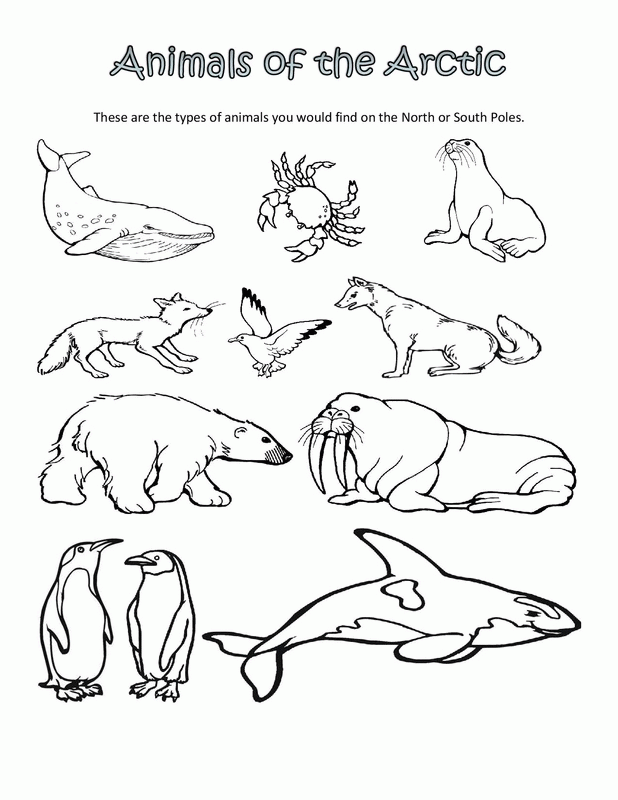 Free Printable Arctic Animals Coloring Pages Coloring Home Free Printable Arctic Animals Coloring Pages Coloring Home