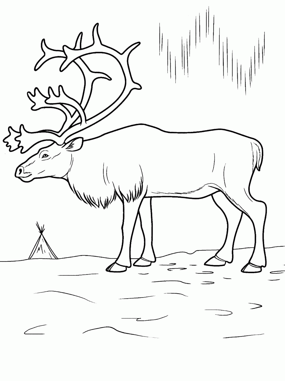 Free Printable Arctic Animals Coloring Pages Coloring Home Free Printable Arctic Animals Coloring Pages Coloring Home