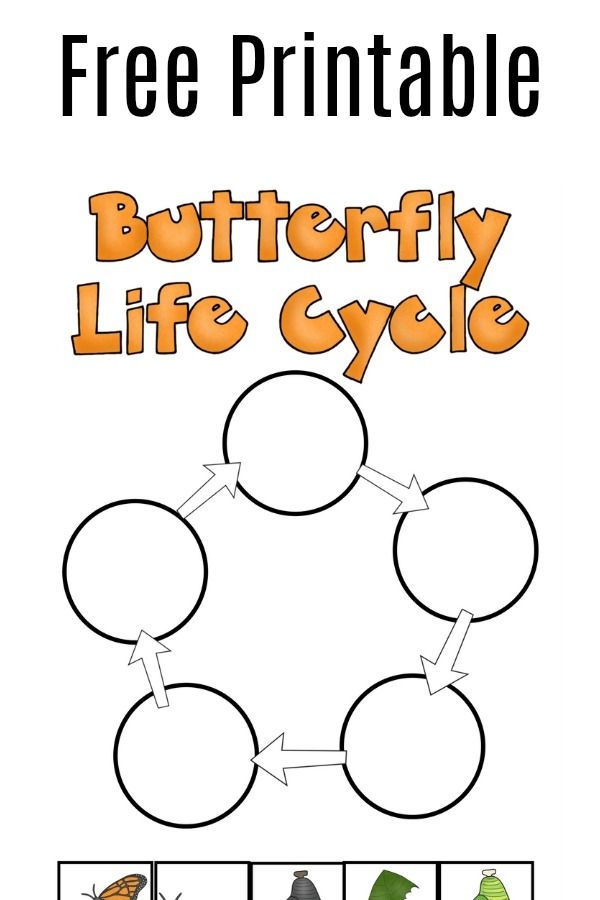 Free Printable Butterfly Life Cycle Worksheet For Kids Butterfly Life Free Printable Butterfly Life Cycle Worksheet For Kids Butterfly Life