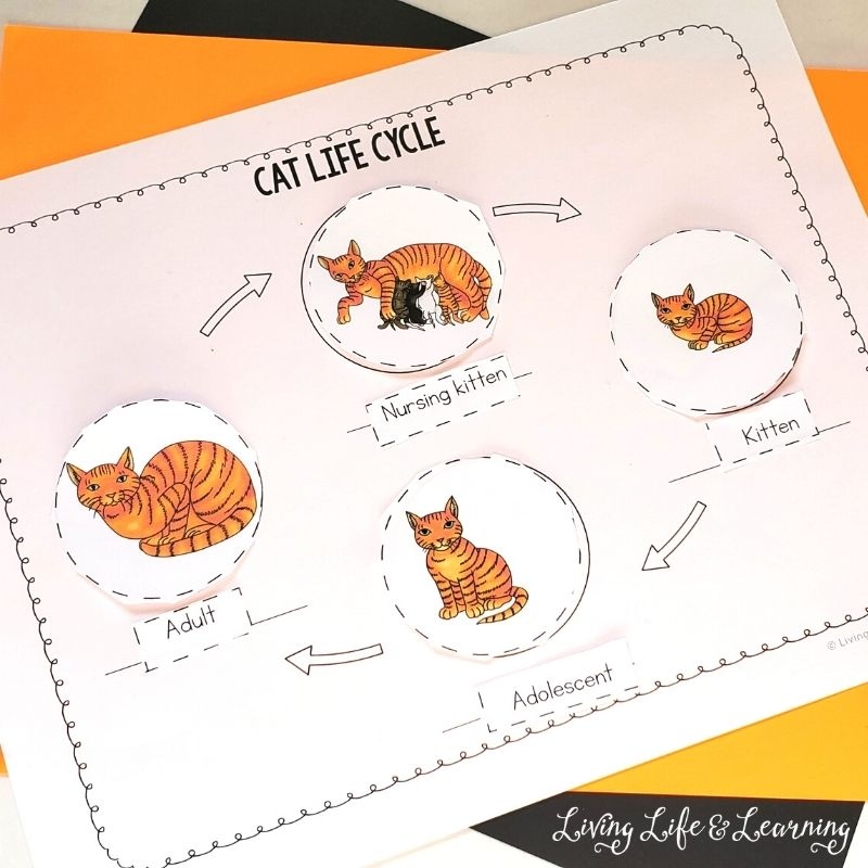 FREE Printable Cat Life Cycle For Kids Worksheets 51 OFF FREE Printable Cat Life Cycle For Kids Worksheets 51 OFF
