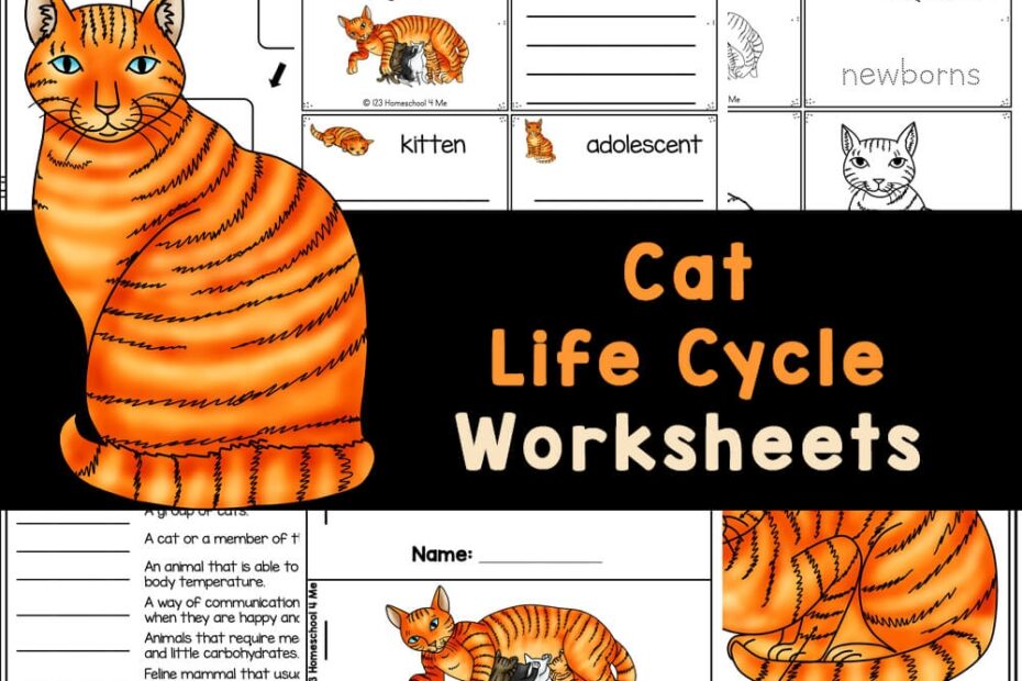 FREE Printable Cat Life Cycle For Kids Worksheets 52 OFF
