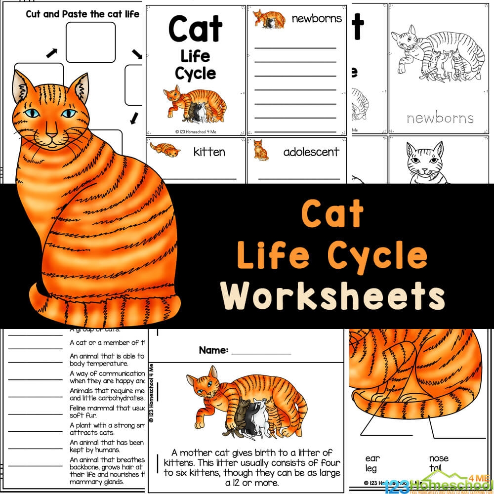 FREE Printable Cat Life Cycle For Kids Worksheets 52 OFF FREE Printable Cat Life Cycle For Kids Worksheets 52 OFF