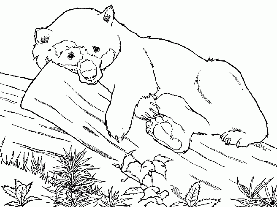 Free Printable Coloring Pages Of Animals Coloring Home Free Printable Coloring Pages Of Animals Coloring Home
