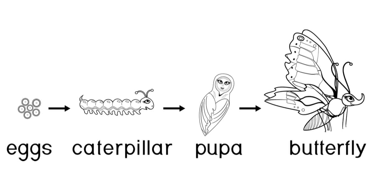 life cycle of a butterfly coloring sheet life cycle of a butterfly coloring sheet