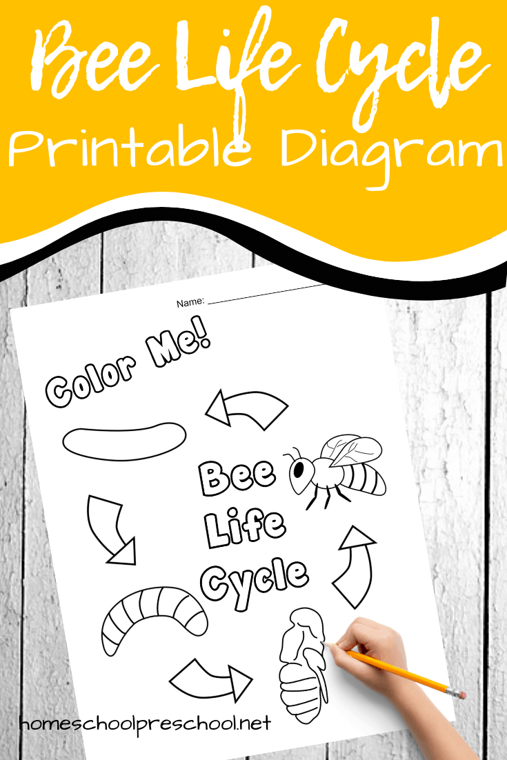 Free Printable Honey Bee Life Cycle Diagram Free Printable Honey Bee Life Cycle Diagram