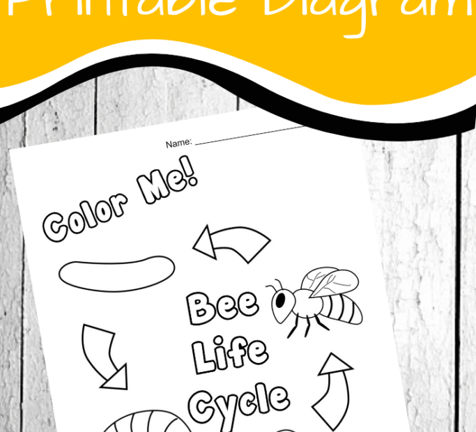 Free Printable Honey Bee Life Cycle Diagram