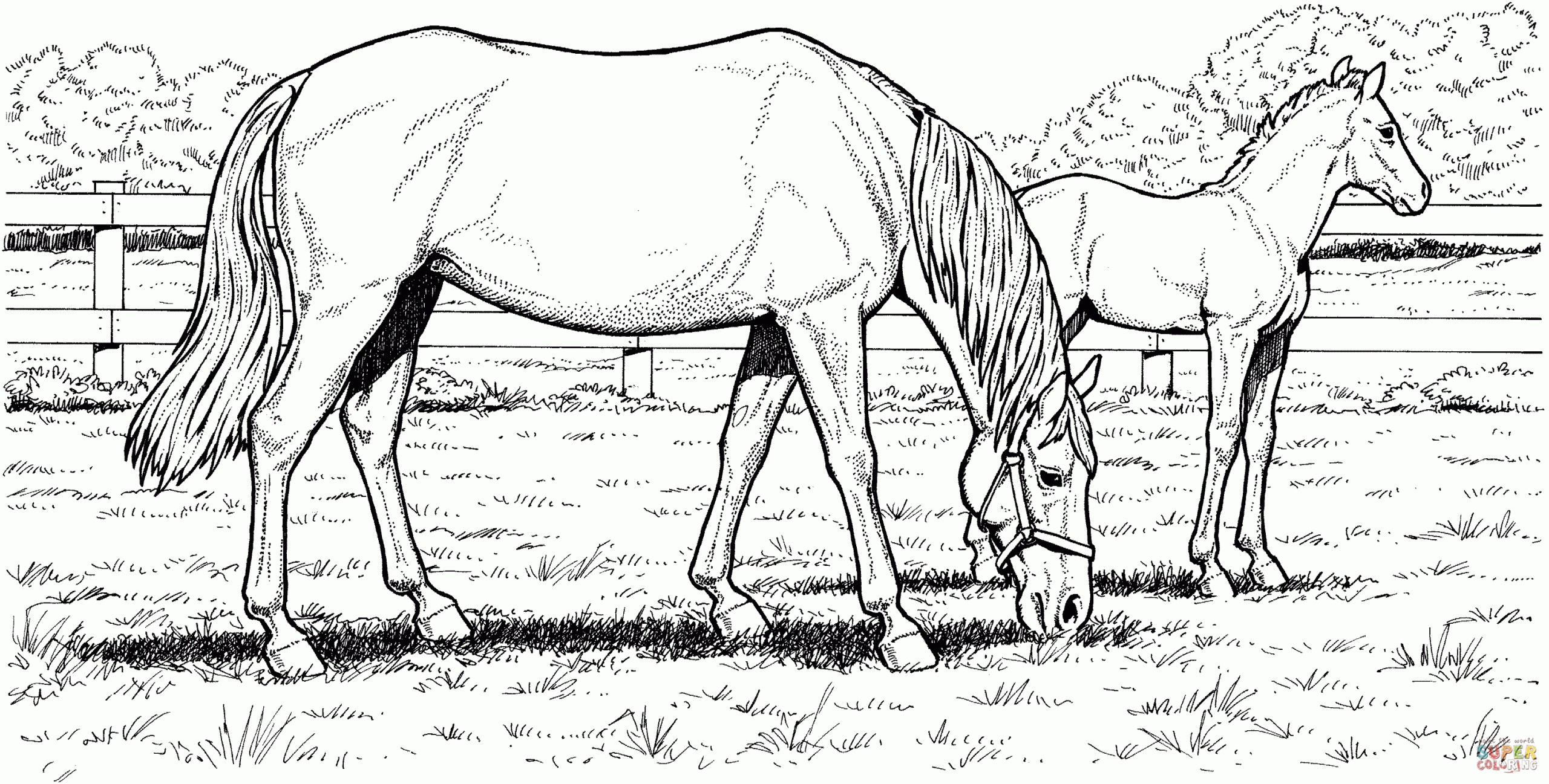 Free Printable Horse Coloring Pages For Adults Coloring Home Free Printable Horse Coloring Pages For Adults Coloring Home