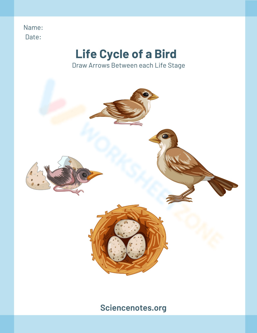 Free Printable Interactive Life Cycle Of A Bird Worksheets Free Printable Interactive Life Cycle Of A Bird Worksheets