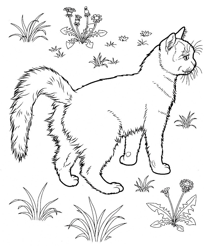 Kitten Coloring Pages Kitten Coloring Pages