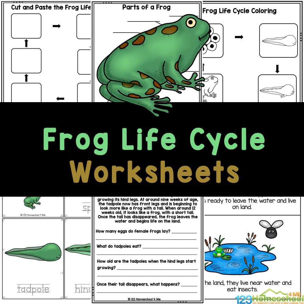 FREE Printable Life Cycle Of A Frog Worksheets 47 OFF