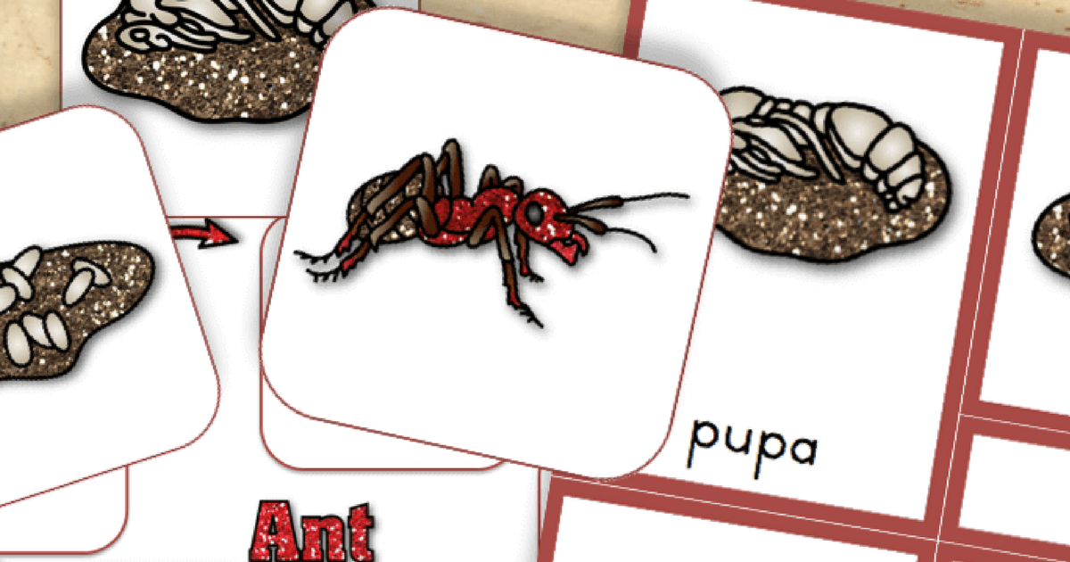 Free Printable Life Cycle Of An Ant Trillium Montessori Free Printable Life Cycle Of An Ant Trillium Montessori