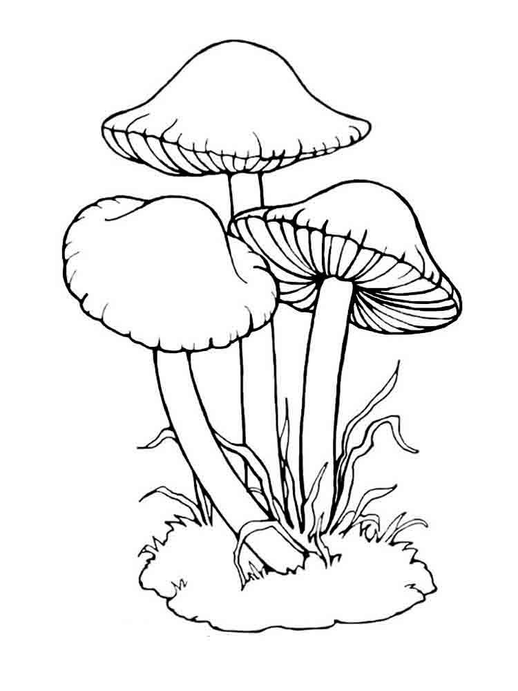 free printable pictures of mushrooms free printable pictures of mushrooms