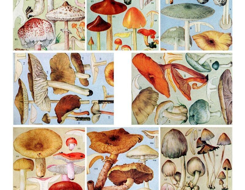 Free Printable Mushrooms Collage Sheets Artofit