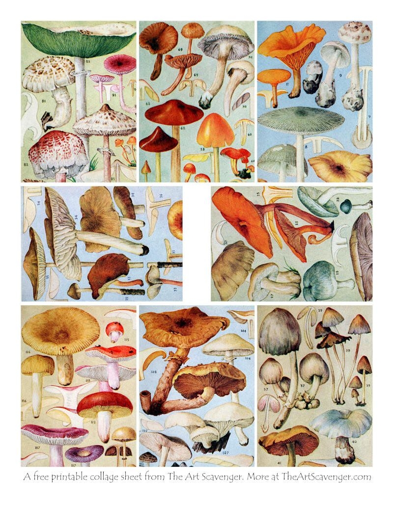 Free Printable Mushrooms Collage Sheets Artofit Free Printable Mushrooms Collage Sheets Artofit