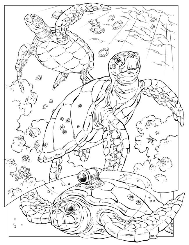 Free Printable Ocean Coloring Pages For Kids Free Printable Ocean Coloring Pages For Kids