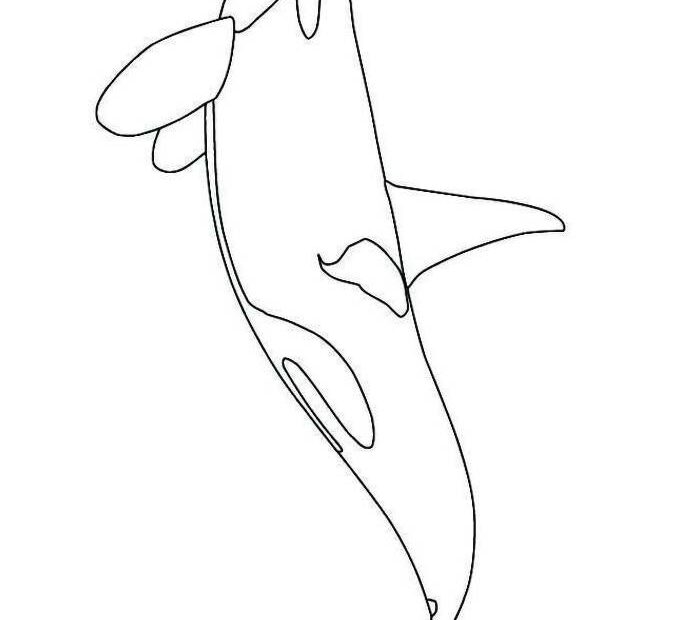 Free Printable Orca Coloring Page Free Printable PDF