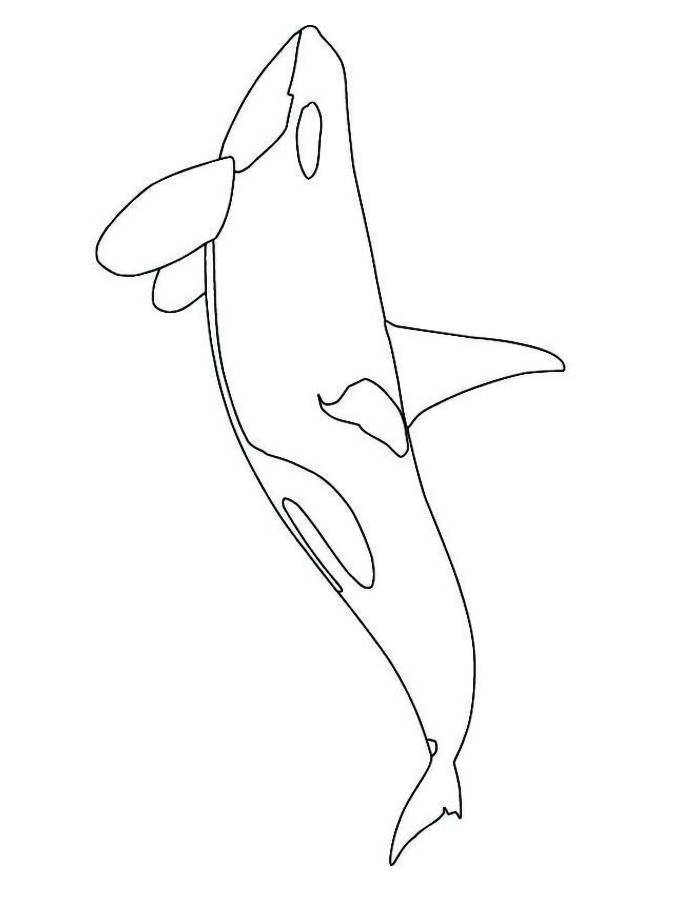 Free Printable Orca Coloring Page Free Printable PDF Free Printable Orca Coloring Page Free Printable PDF