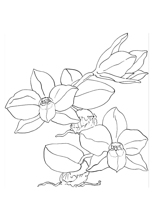 Free Printable Orchid Coloring Pages Coloring Pages Free Printable Orchid Coloring Pages Coloring Pages