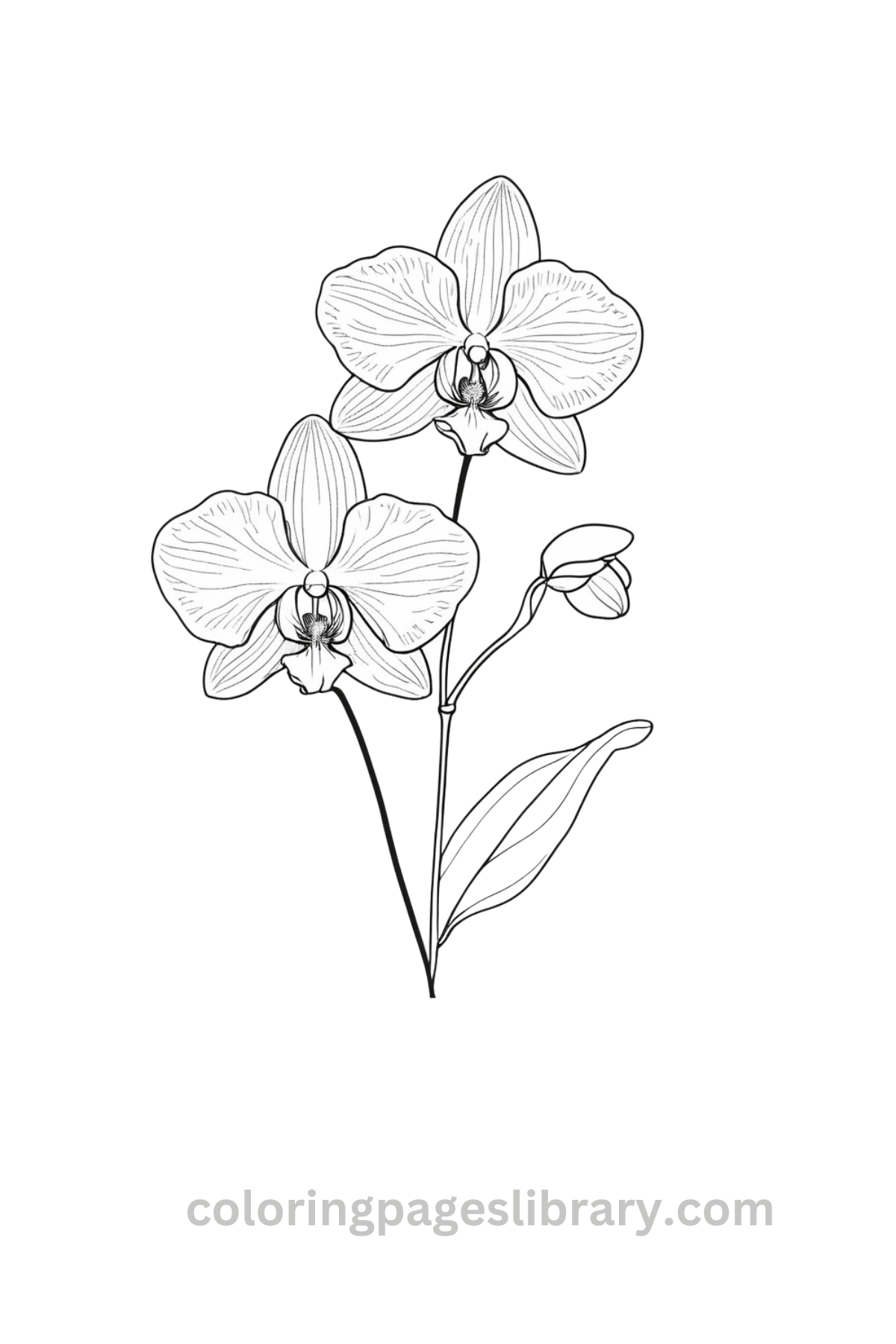 Free Printable Orchid Coloring Pages Free Printable Orchid Coloring Pages
