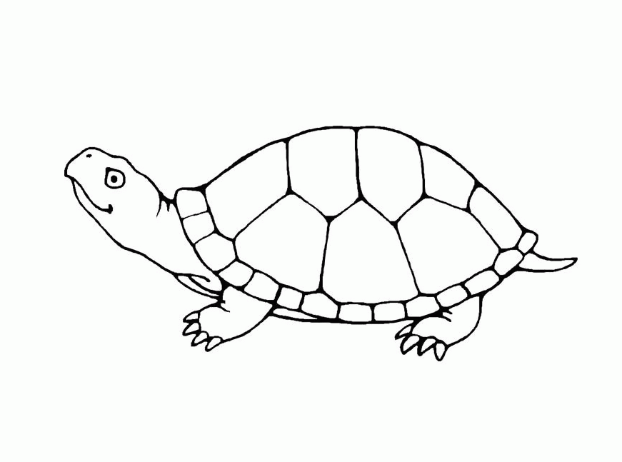 free turtle printable coloring pages free turtle printable coloring pages
