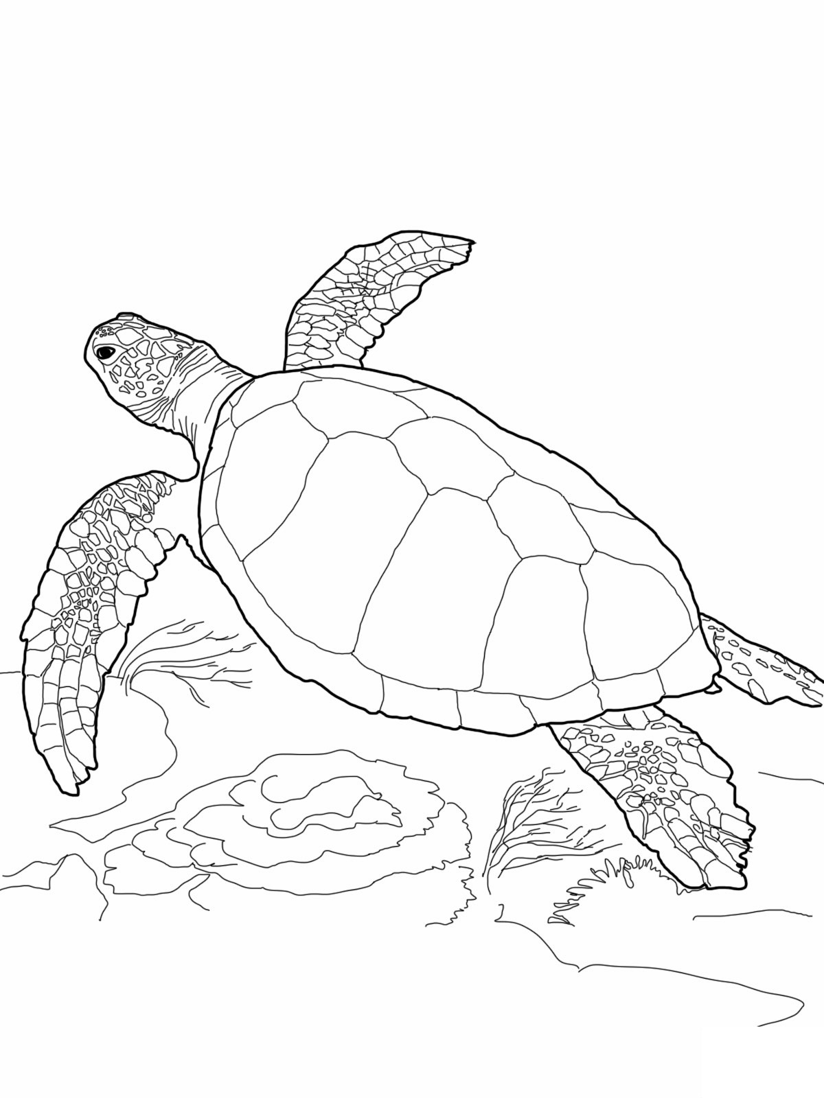 Free Printable Turtle Coloring Pages For Kids Free Printable Turtle Coloring Pages For Kids