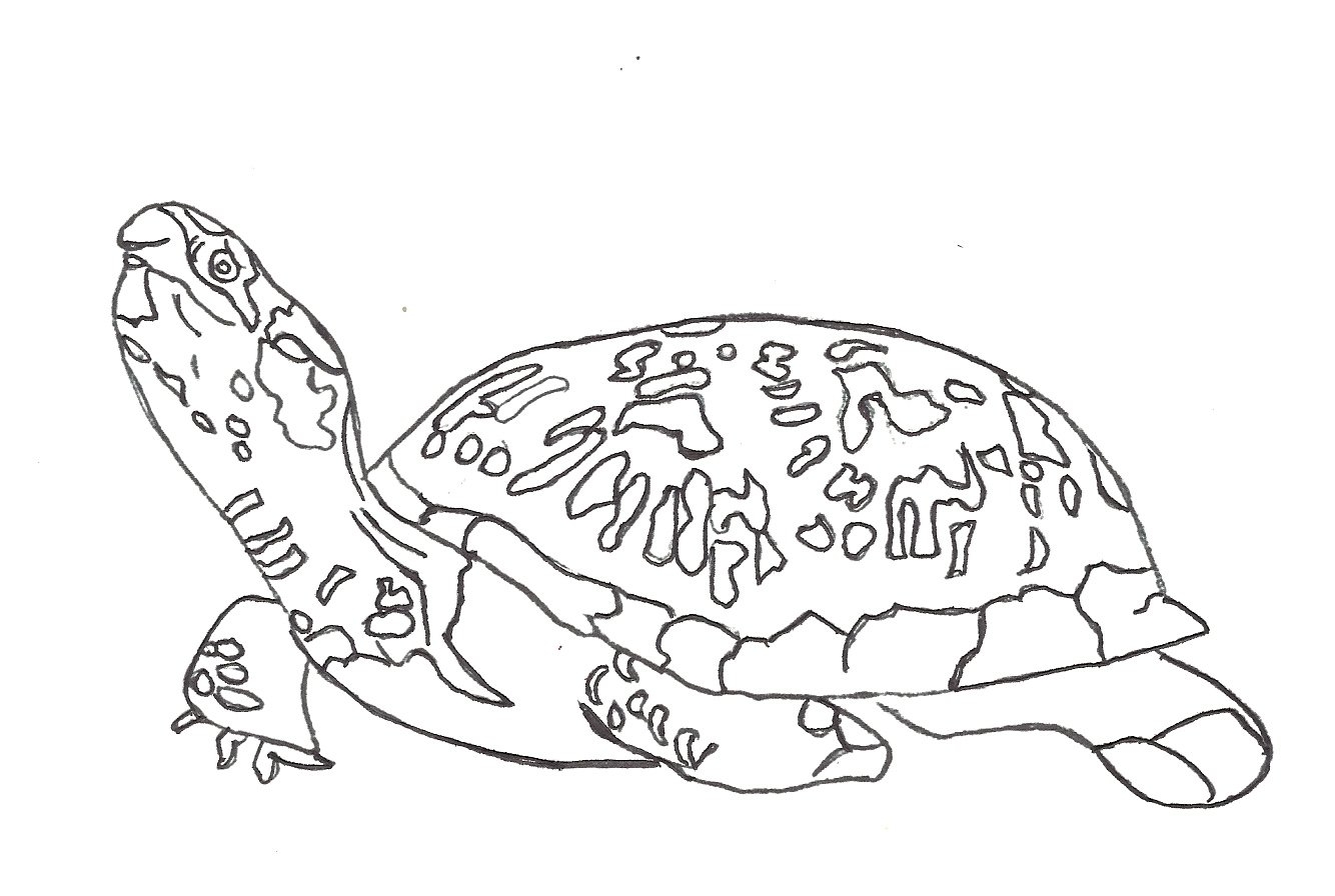 Free Printable Turtle Coloring Pages For Kids Free Printable Turtle Coloring Pages For Kids