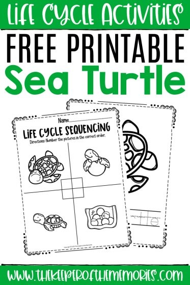 FREE Printable Turtle Worksheets For Preschool Theme 52 OFF FREE Printable Turtle Worksheets For Preschool Theme 52 OFF