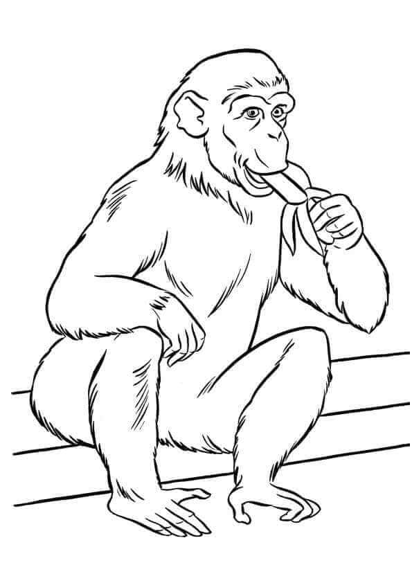 Free Printable Zoo Coloring Pages PDF Coloringfolder Free Printable Zoo Coloring Pages PDF Coloringfolder
