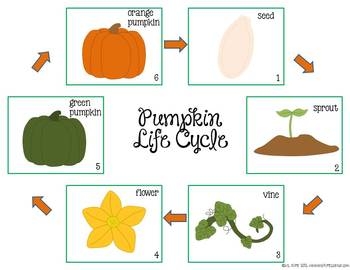 Pumpkin Life Cycle Activity Pumpkin Life Cycle Activity