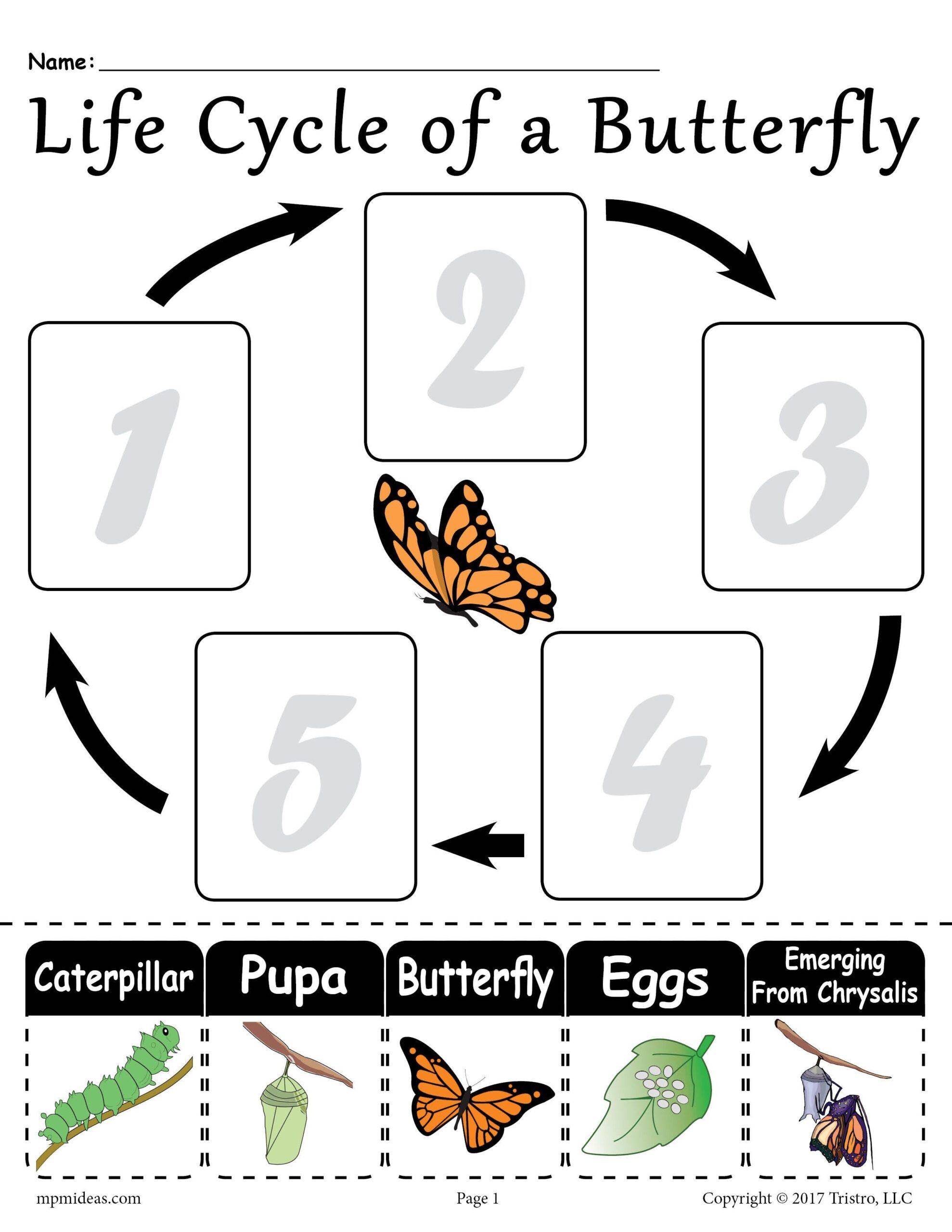 Free Printable Butterfly Life Cycle Worksheet Free Printable Butterfly Life Cycle Worksheet