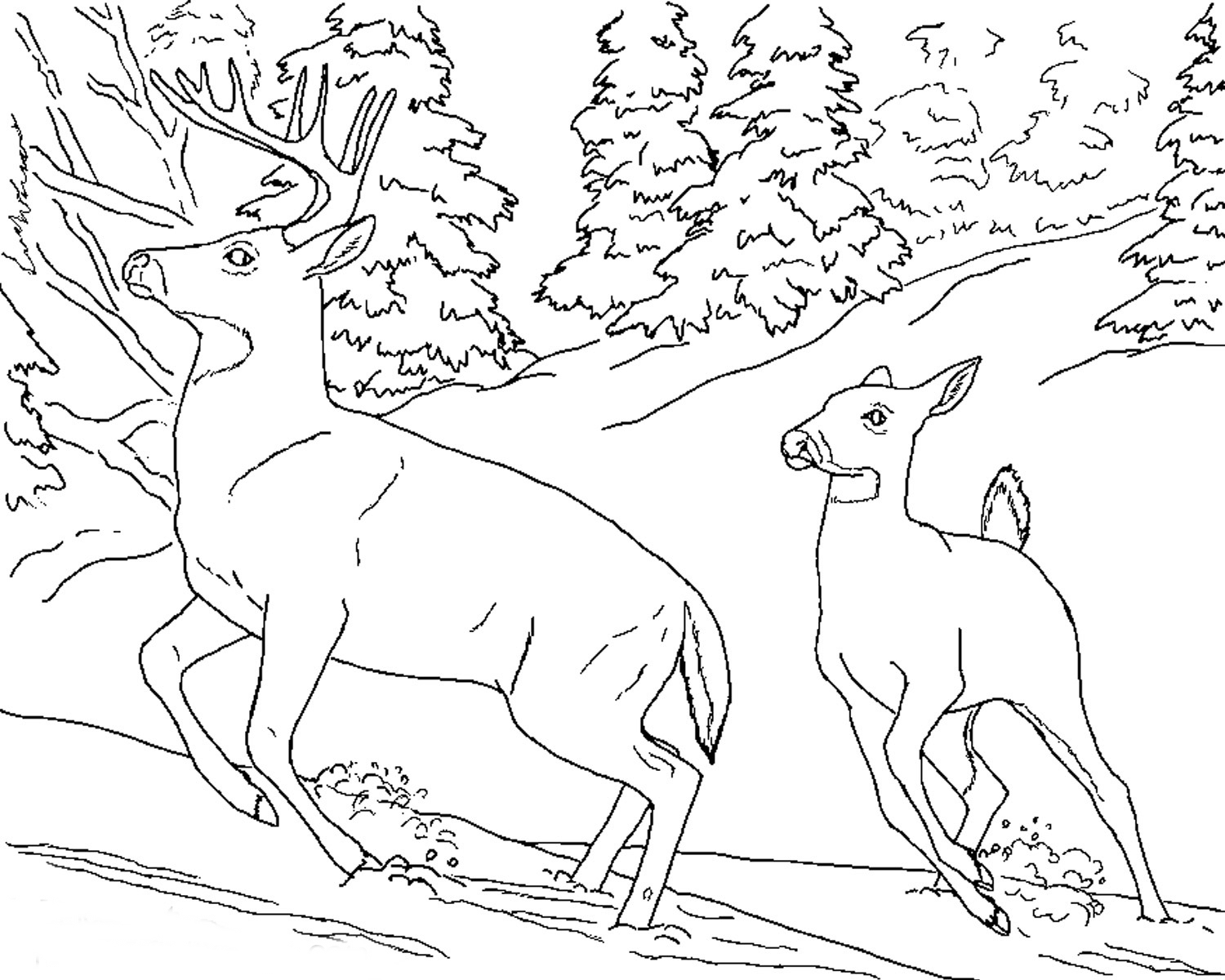 Free Realistic Animal Coloring Pages Realistic Animal Coloring Pages Free Realistic Animal Coloring Pages Realistic Animal Coloring Pages