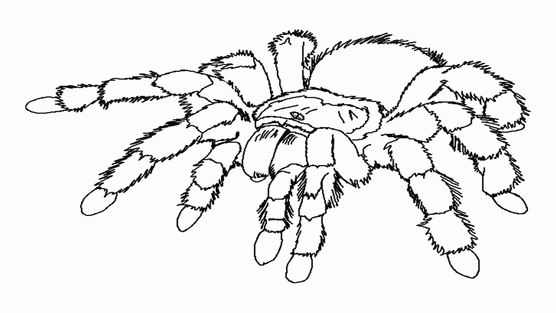 printable spider coloring pages printable spider coloring pages