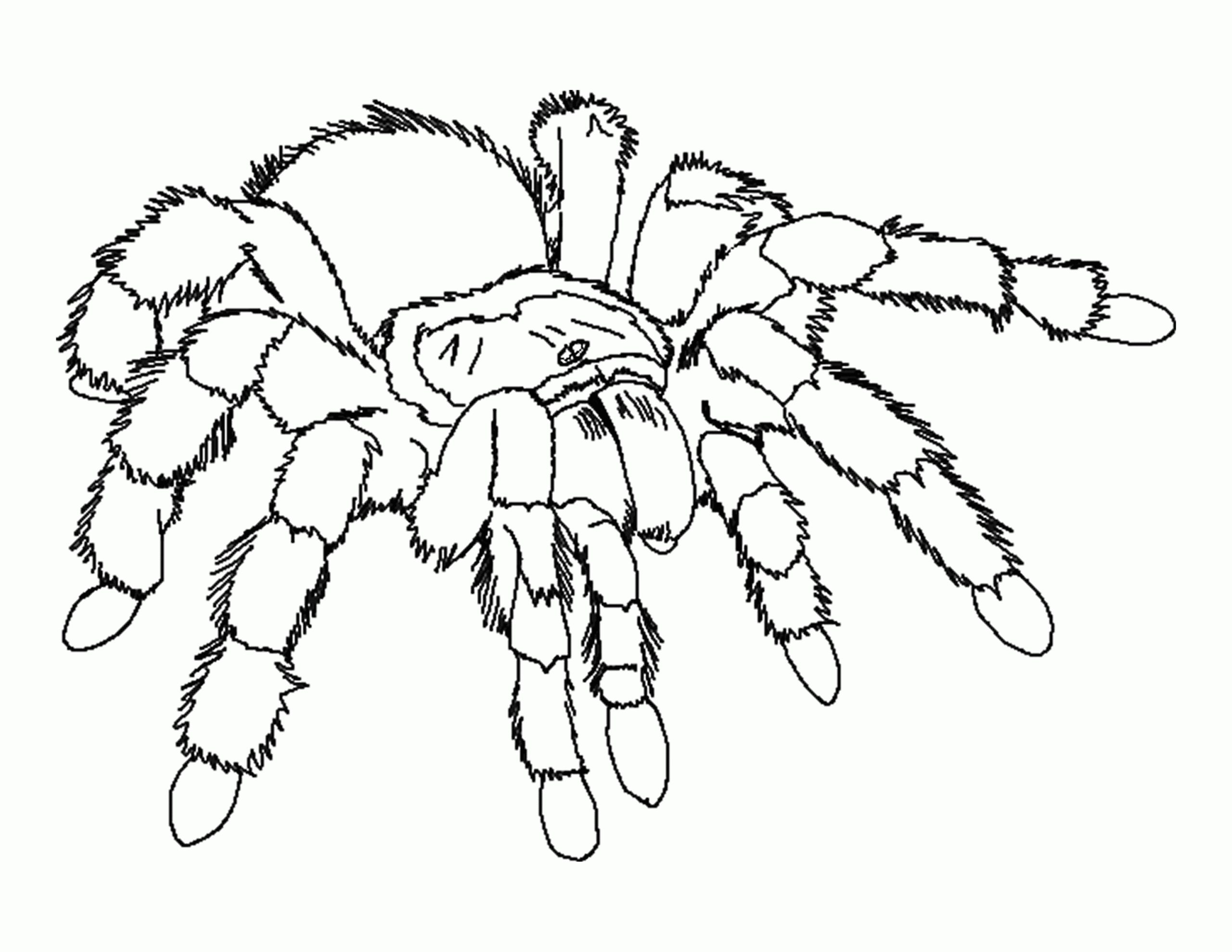 Free Spider Coloring Pages Printable Download Free Spider Coloring Free Spider Coloring Pages Printable Download Free Spider Coloring