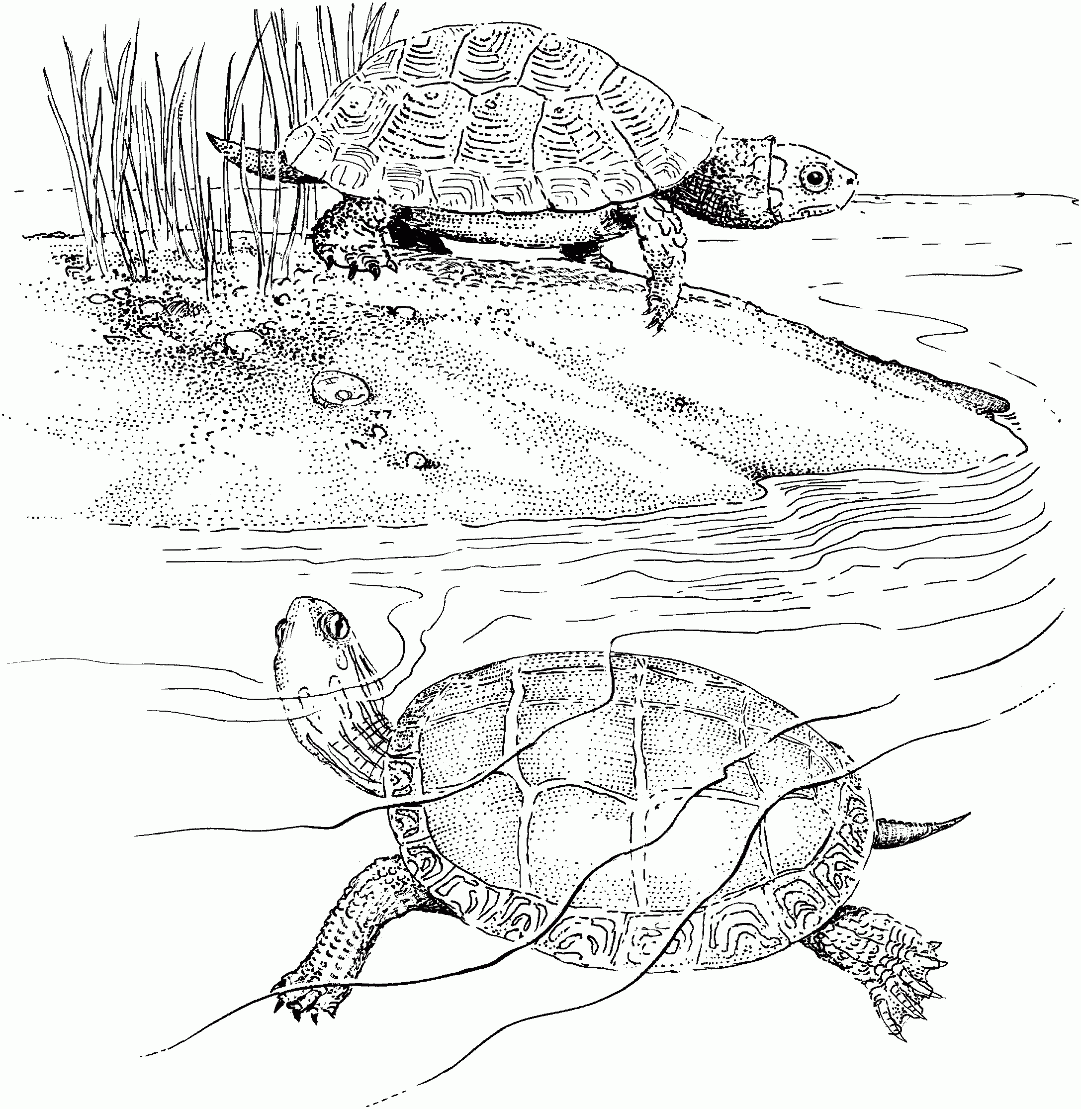 turtle coloring pages turtle coloring pages
