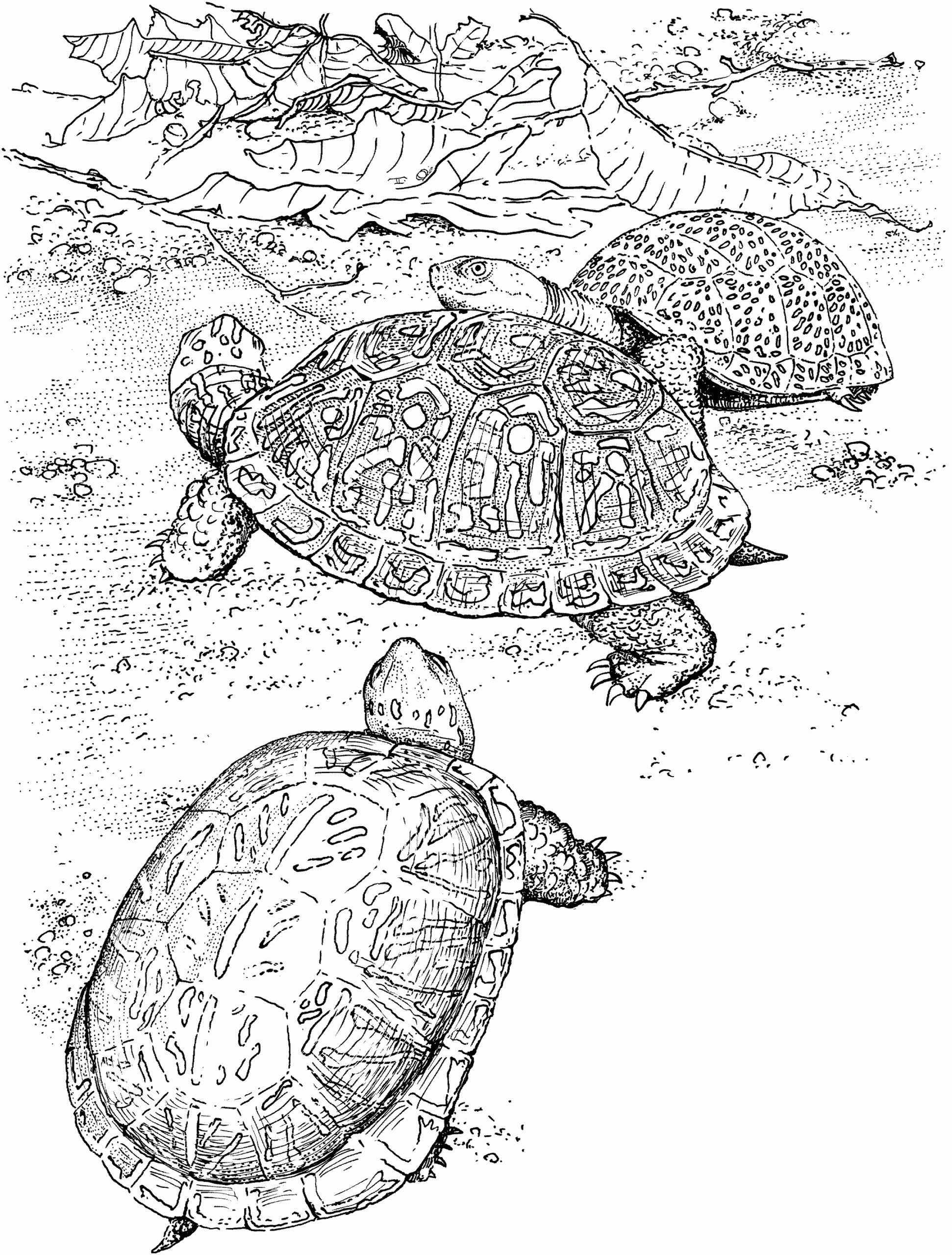 Free Turtle Coloring Pages Free Turtle Coloring Pages