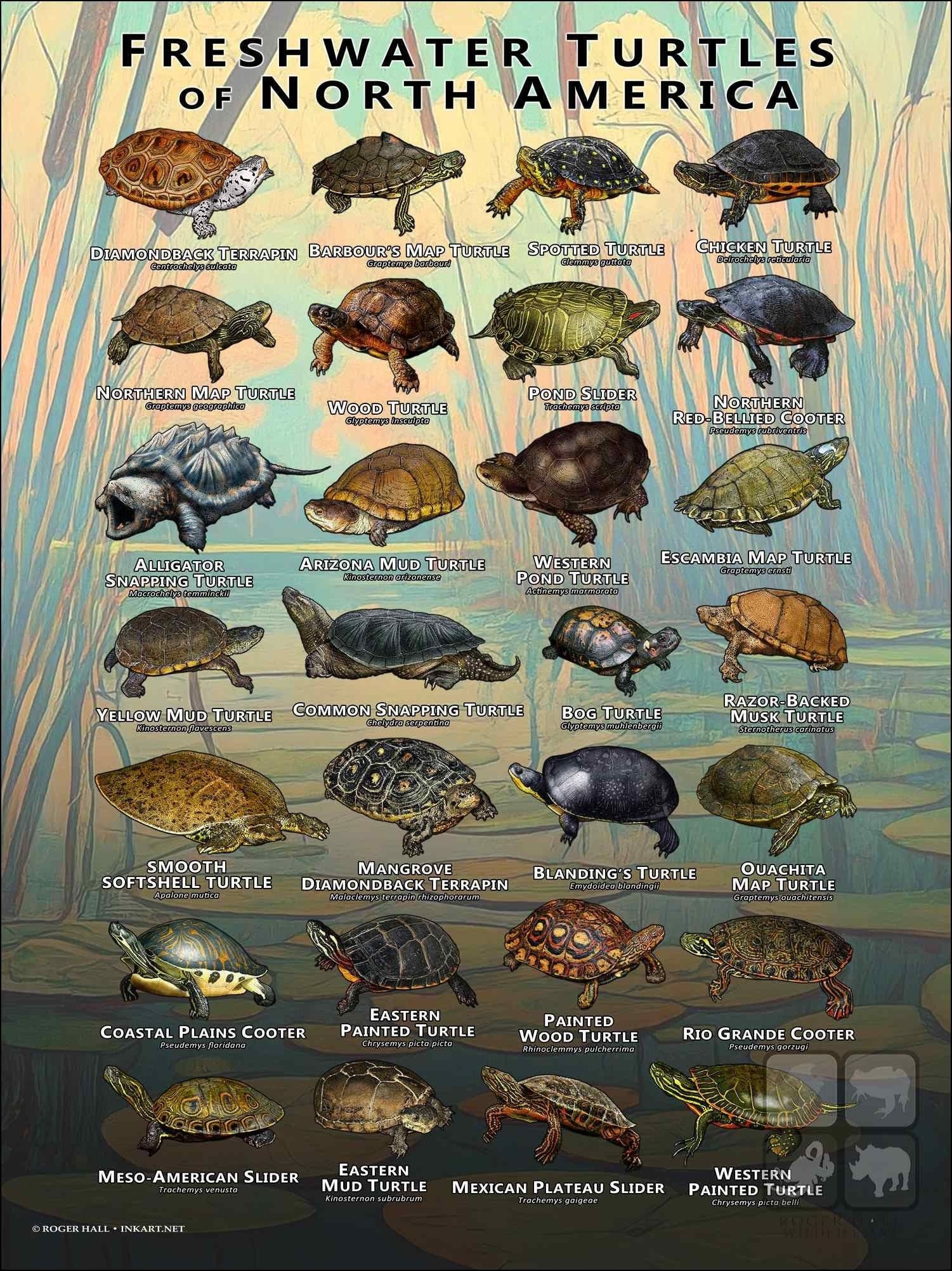 Freshwater Turtles Of North America Art Print Field Guide SIGNED BY Freshwater Turtles Of North America Art Print Field Guide SIGNED BY