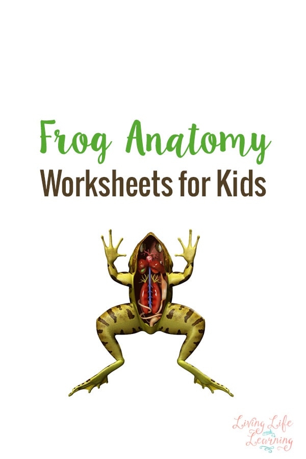 frog worksheets for kids frog worksheets for kids