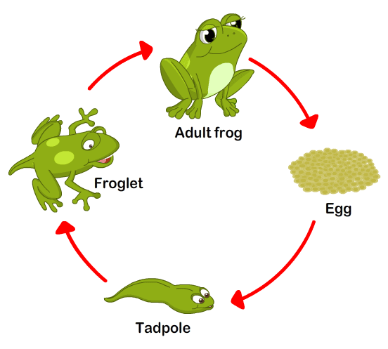 Frog Life Cycle 4 Stages The Early Childhood Academy Frog Life Cycle 4 Stages The Early Childhood Academy