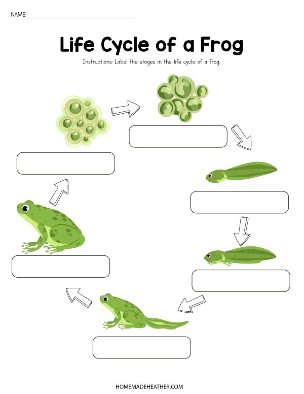 Frog Life Cycle Activity Printables Homemade Heather Frog Life Cycle Activity Printables Homemade Heather