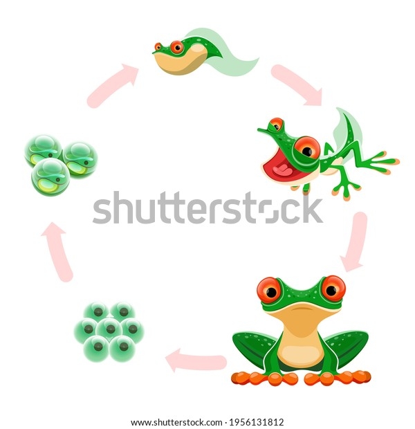 growth and development of frogs
